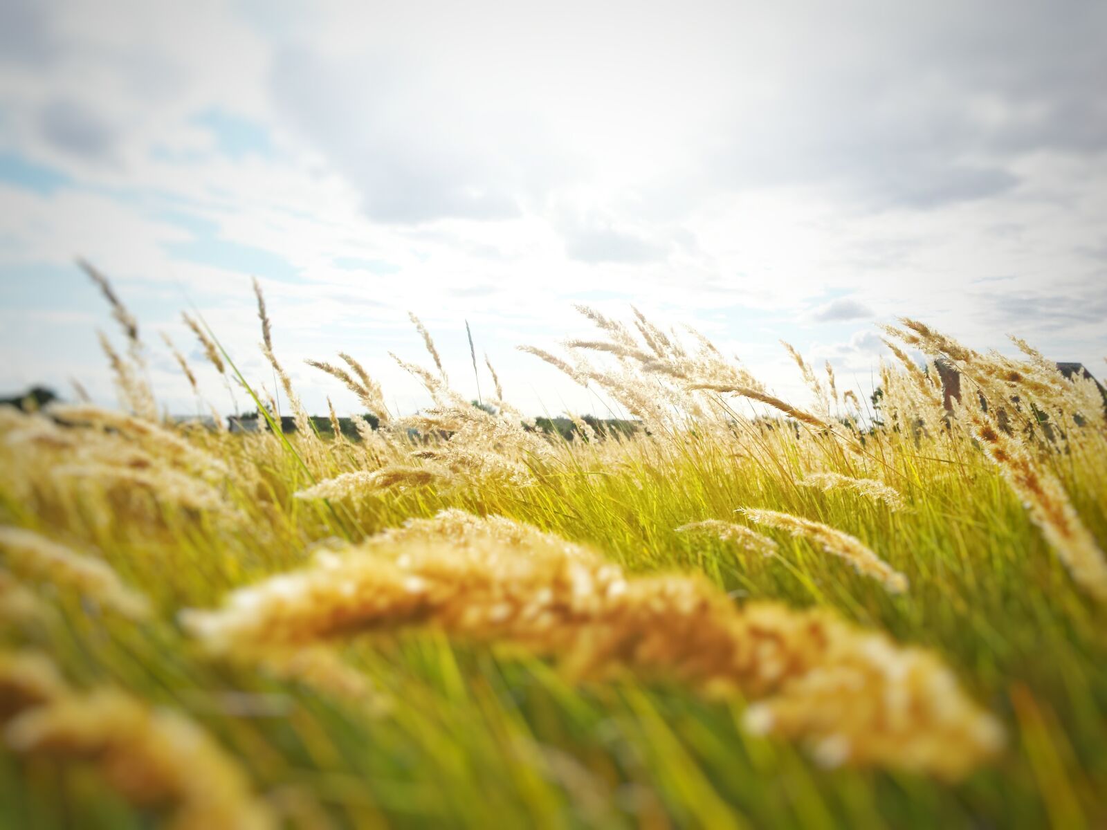Samsung Galaxy S4 sample photo. Green, grass, field photography