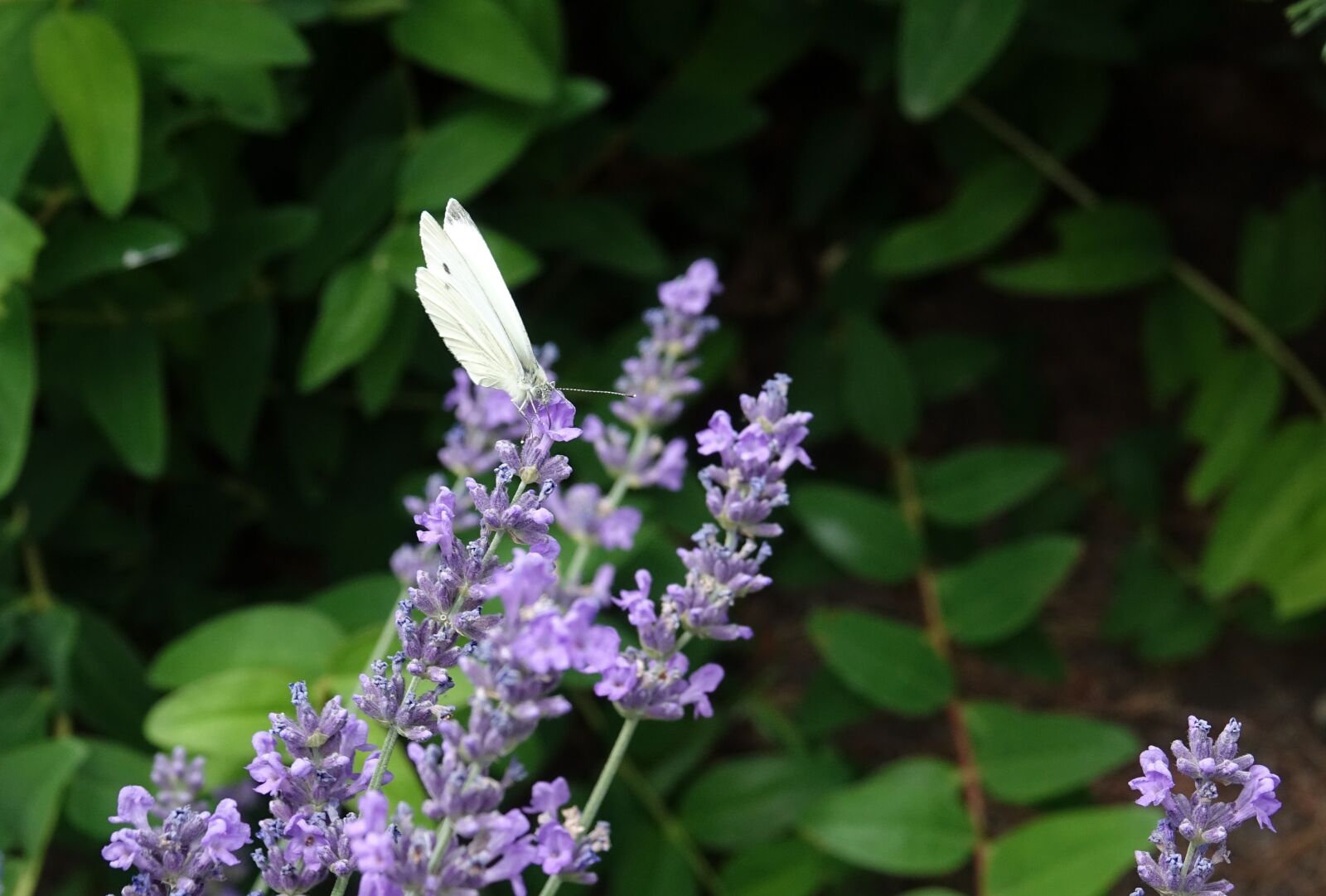 Sony Cyber-shot DSC-RX10 III sample photo. Butterfly, lavender, summer photography