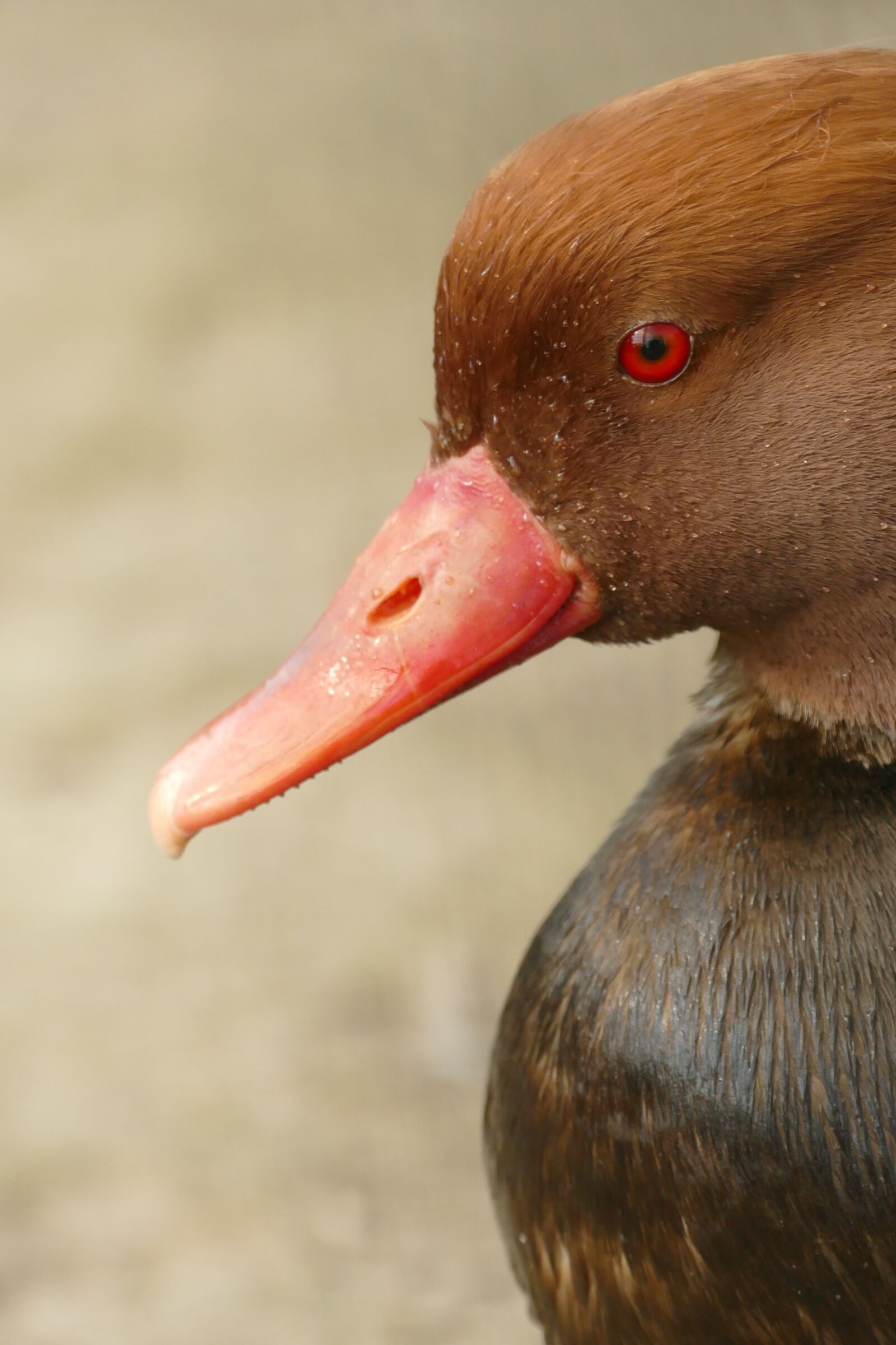 Panasonic Lumix DMC-FZ1000 sample photo. Duck, red crested pochard photography
