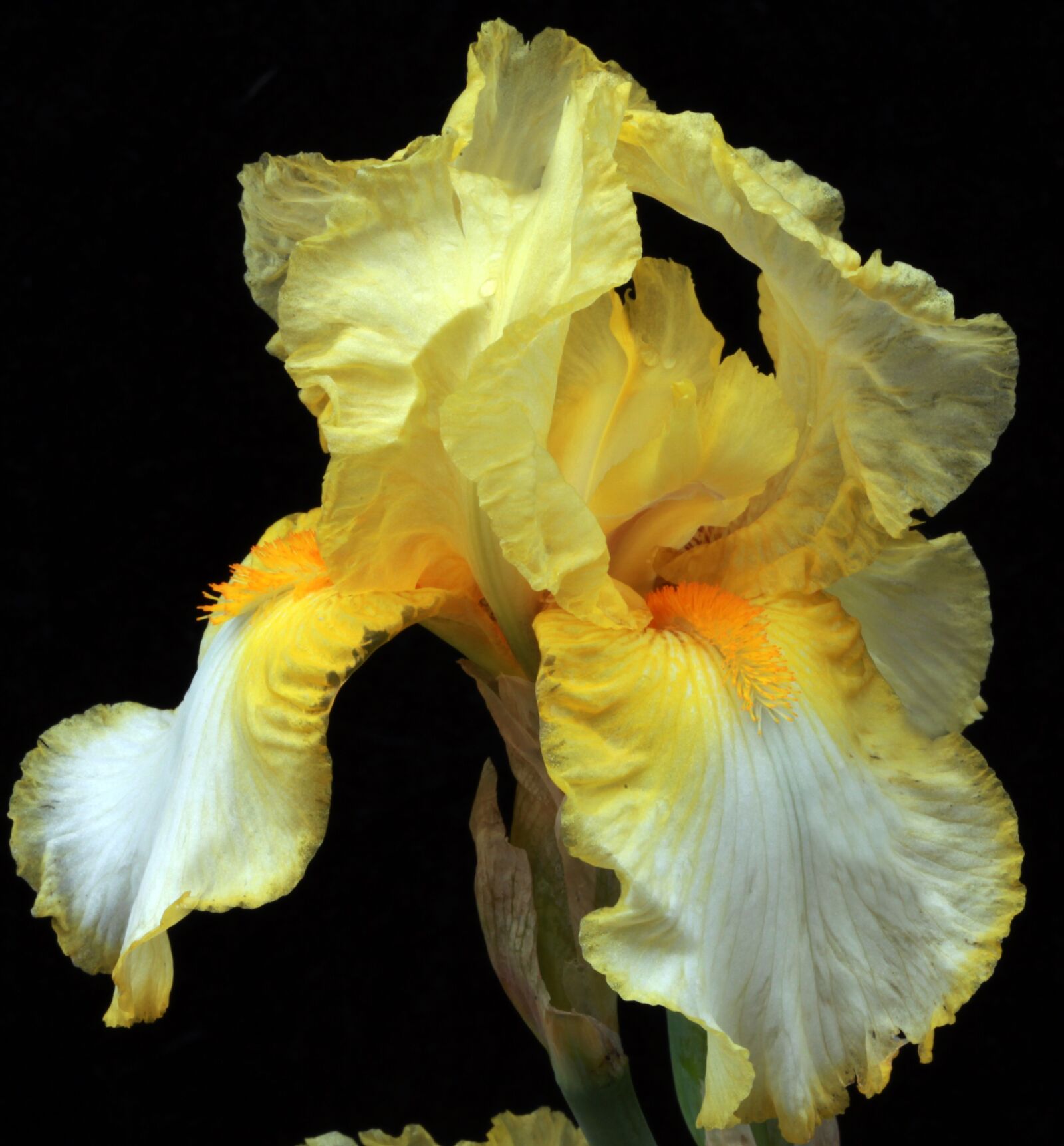 Canon EOS 5D Mark II sample photo. Blossom, botany, color photography