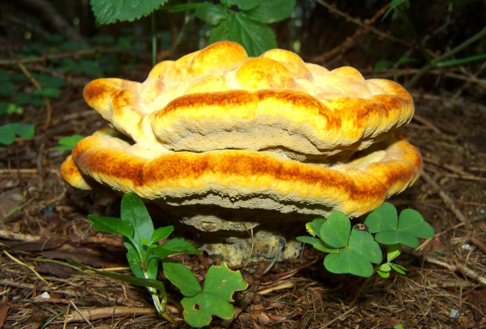 Kodak EASYSHARE ZD710 ZOOM DIGITAL CAMERA sample photo. Tinder fungus, yellow, nature photography