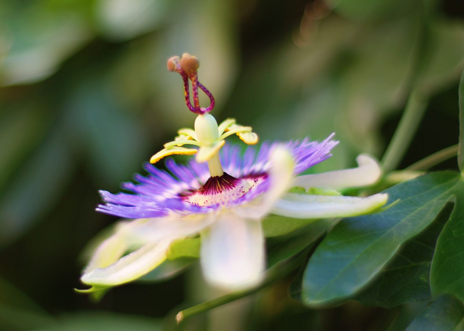 Pentax K-7 sample photo. Flower, passion flower, purple photography
