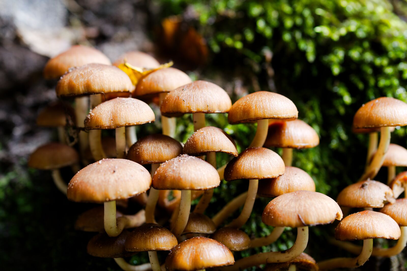 Canon EOS 6D sample photo. Mushroom, rac, toadstool photography