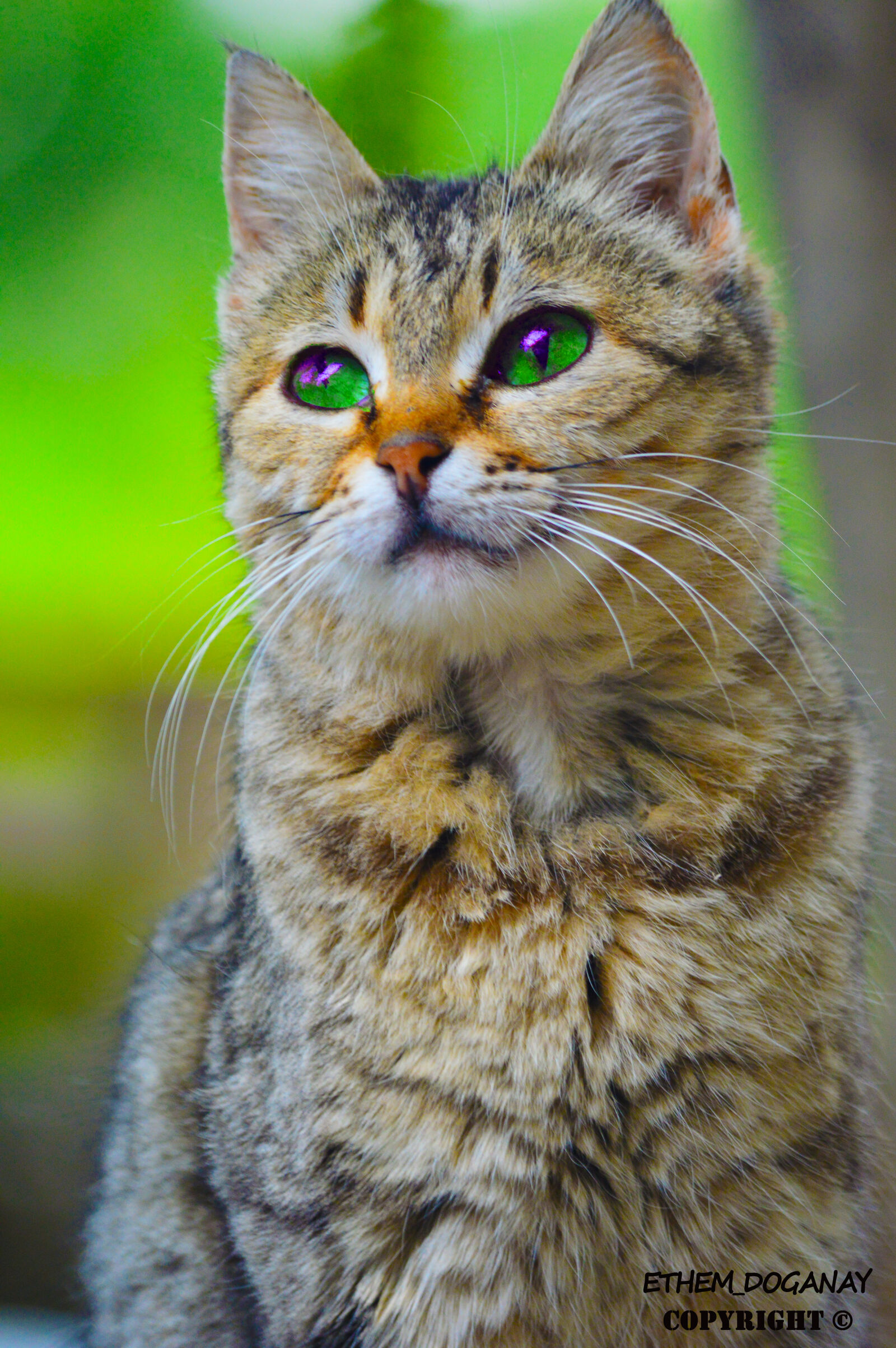 Nikon D3200 sample photo. Animal, cat, cats photography
