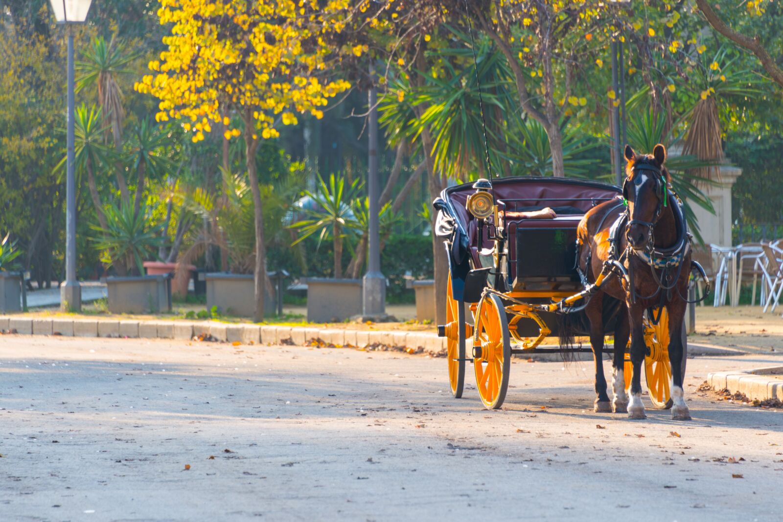 Nikon D800 sample photo. Horse, carriage, transport photography
