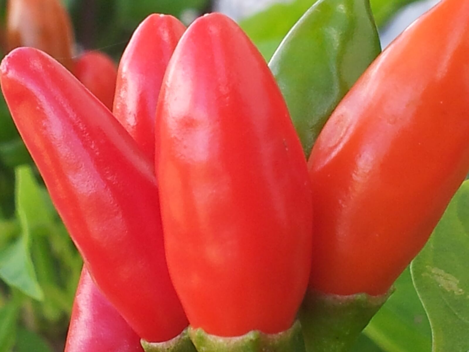 Samsung Galaxy S2 sample photo. Chili pepper, plant, peppers photography