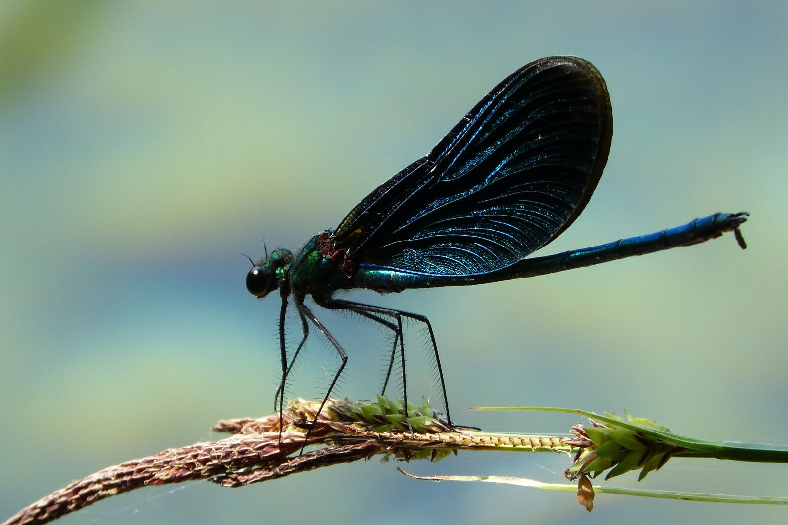Panasonic DMC-FZ62 sample photo. Dragonfly, insect, fly photography