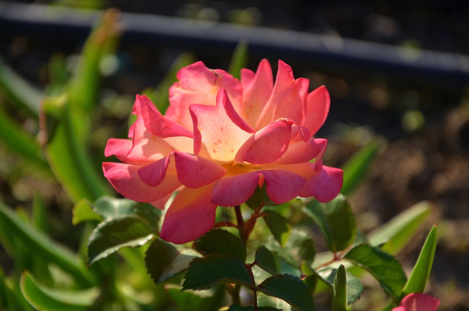 Nikon D7000 sample photo. Rose, flower, blossom photography