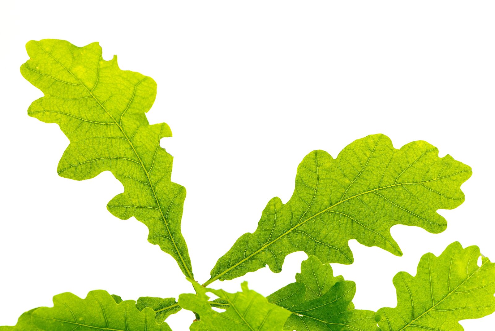 Nikon D750 sample photo. Leaf, green, oak leaf photography
