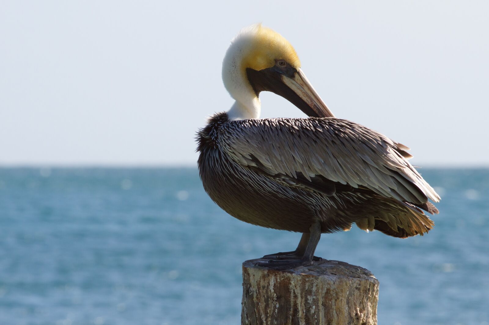 Canon EOS 7D sample photo. Bird, water, wildlife photography
