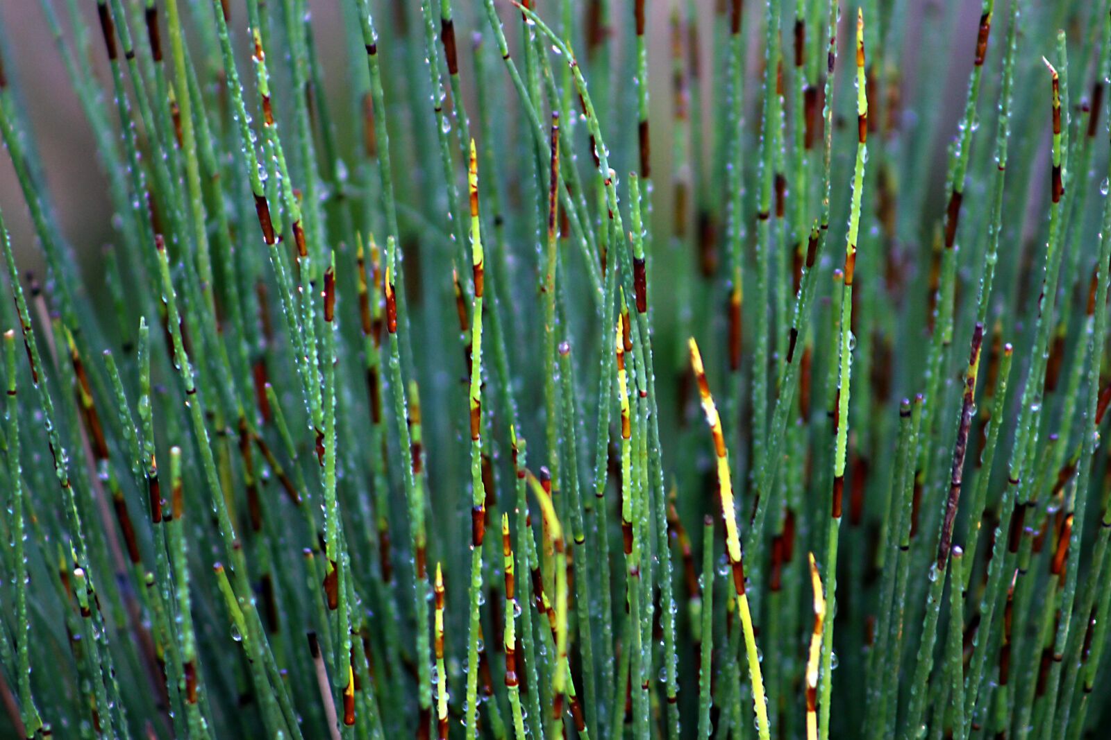 Canon EOS 100D (EOS Rebel SL1 / EOS Kiss X7) sample photo. Horsetail, puzzlegrass, snake grass photography