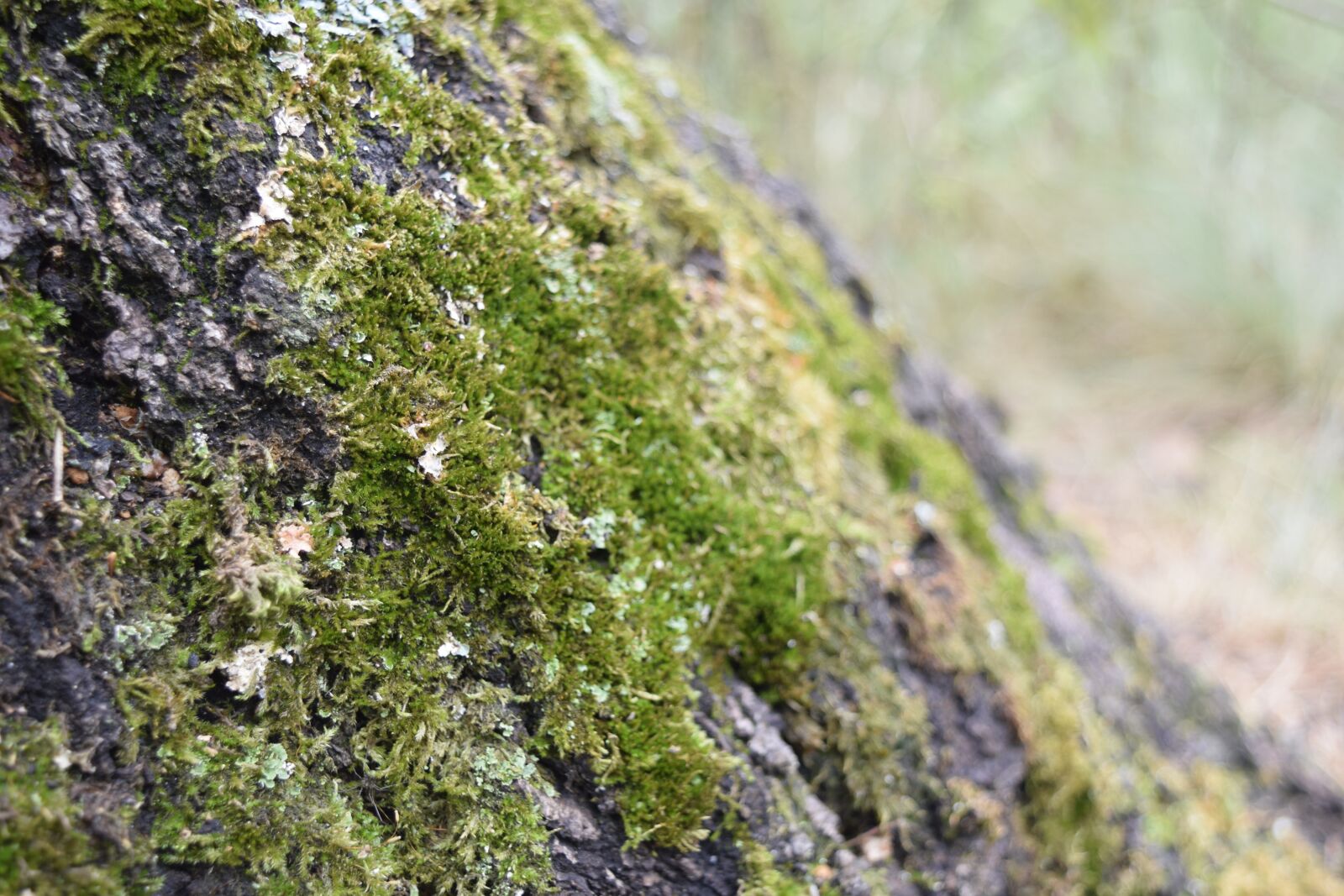 Nikon D3300 sample photo. Bark, tree, moss photography