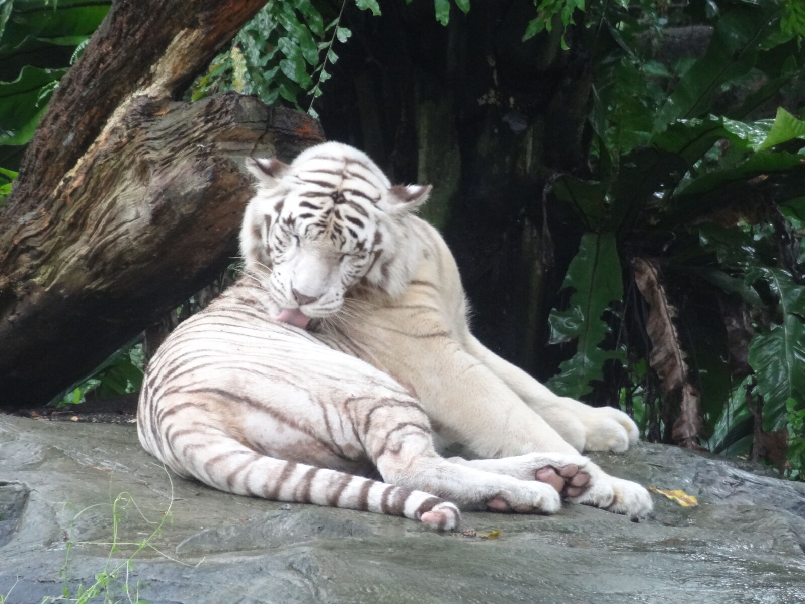 Sony Cyber-shot DSC-HX9V sample photo. White, tiger photography