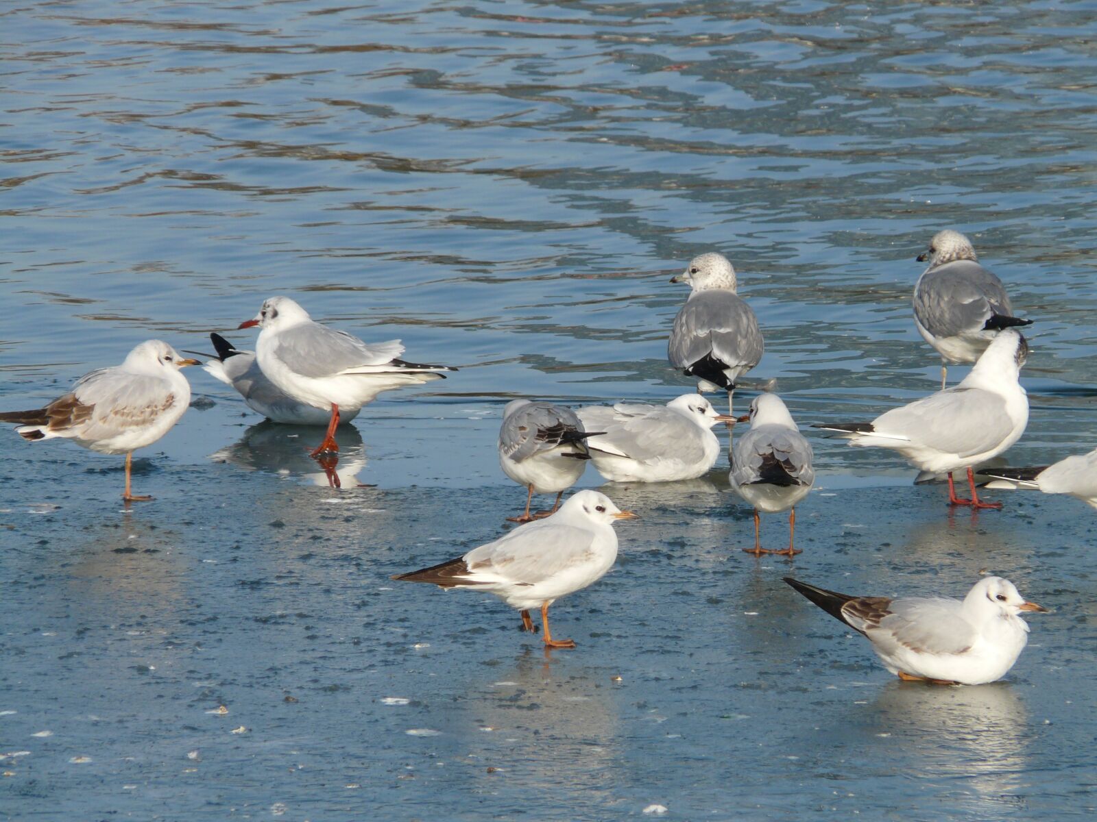 Panasonic DMC-FZ18 sample photo. Gulls, birds, waser photography