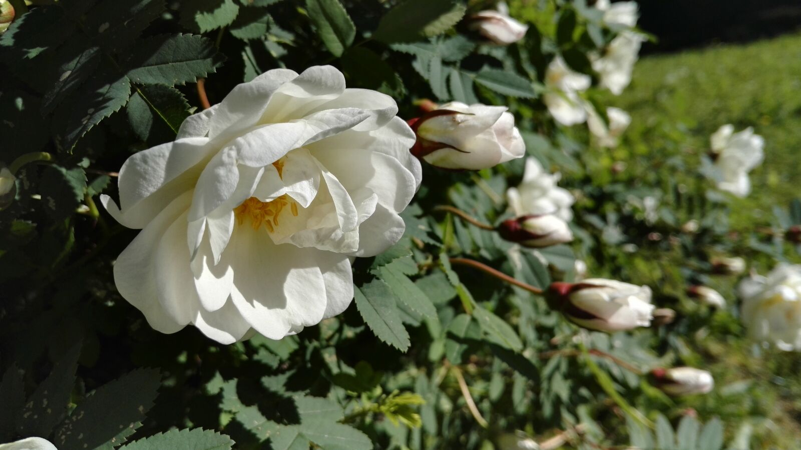 HUAWEI Honor 7 sample photo. Midsummer roses, summer, rose photography