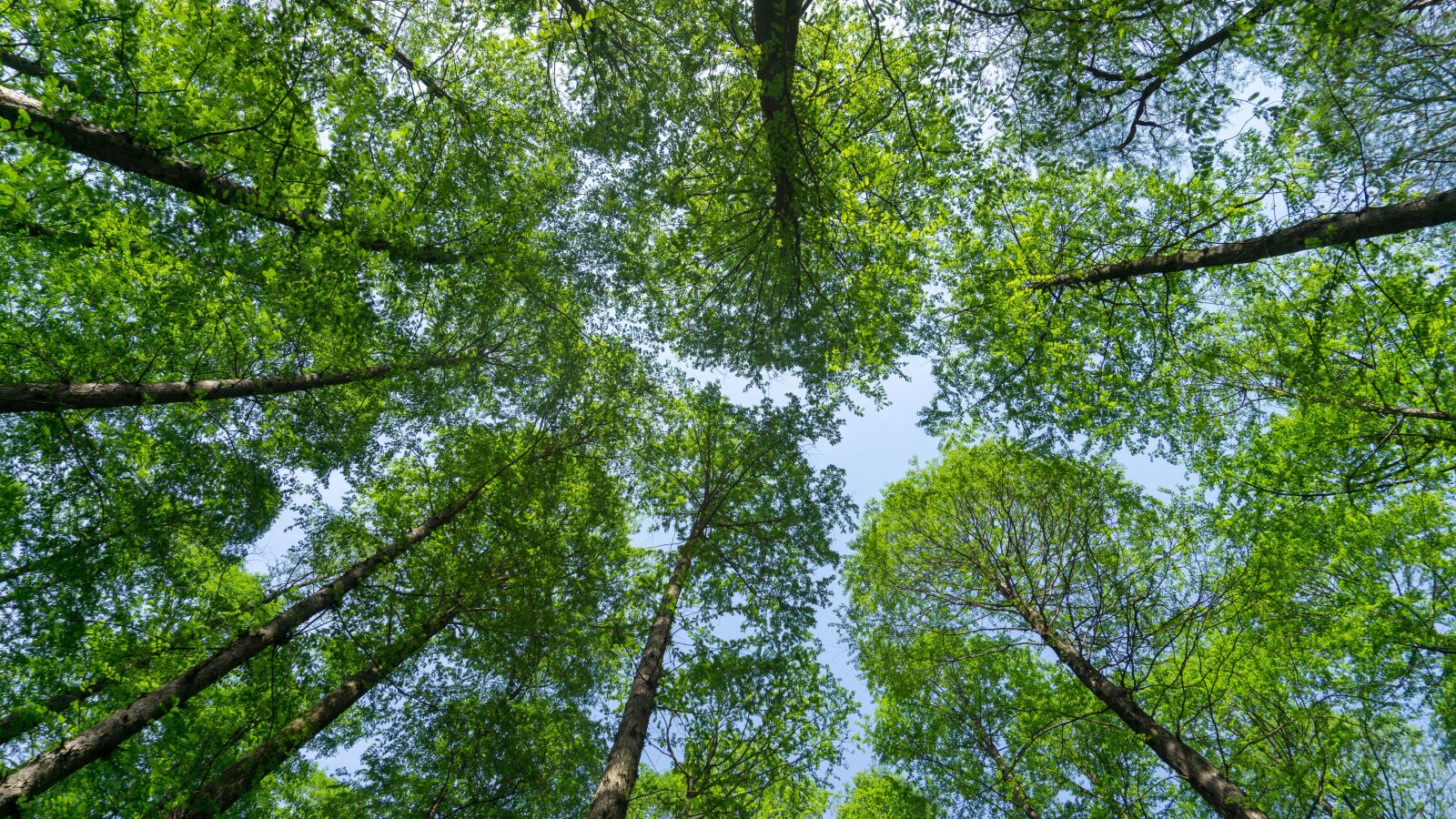 Sony a5100 sample photo. Tree, nature, wood photography