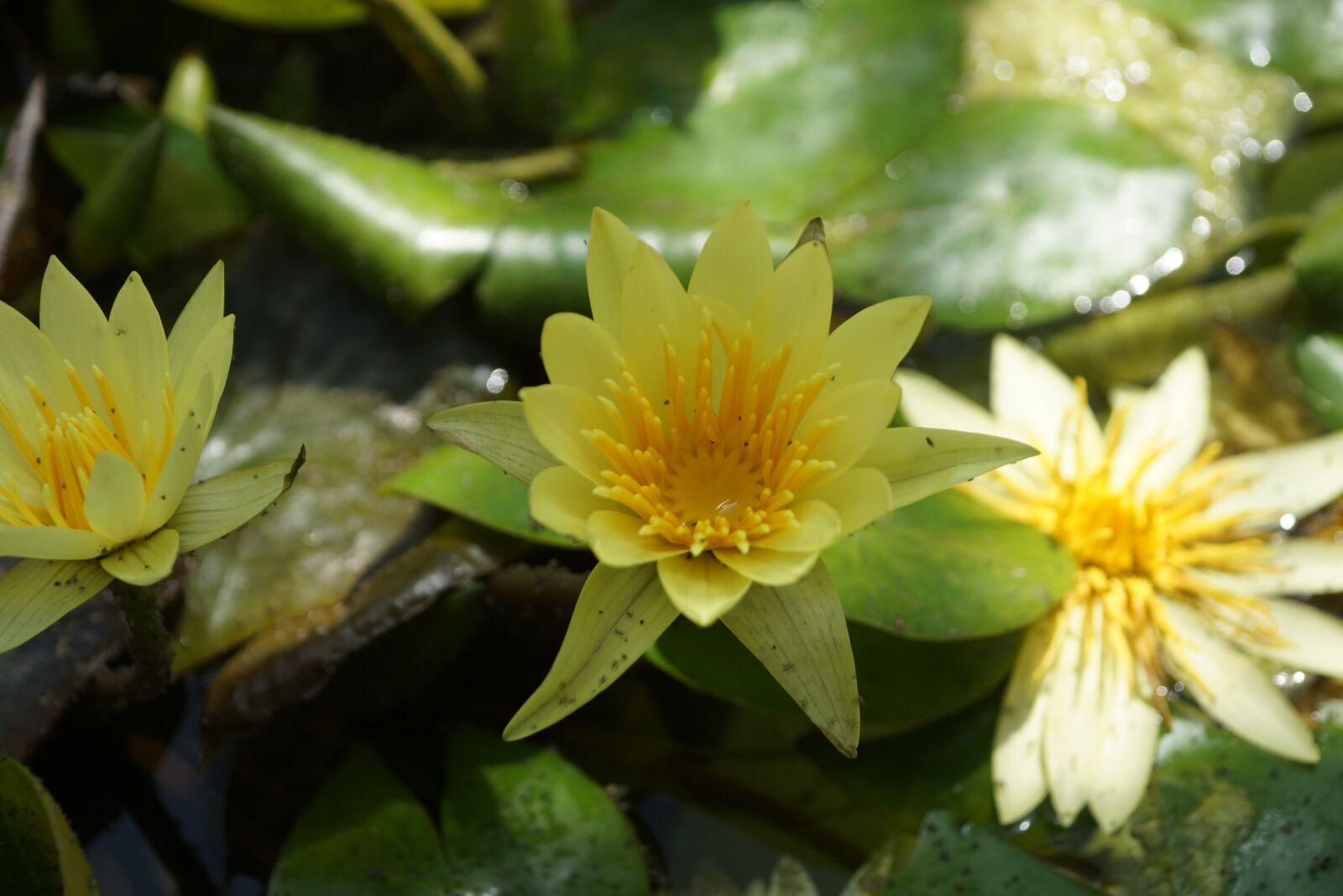 Sony SLT-A77 + Sony Vario-Sonnar T* DT 16-80mm F3.5-4.5 ZA sample photo. Water lily, pond, aquatic photography
