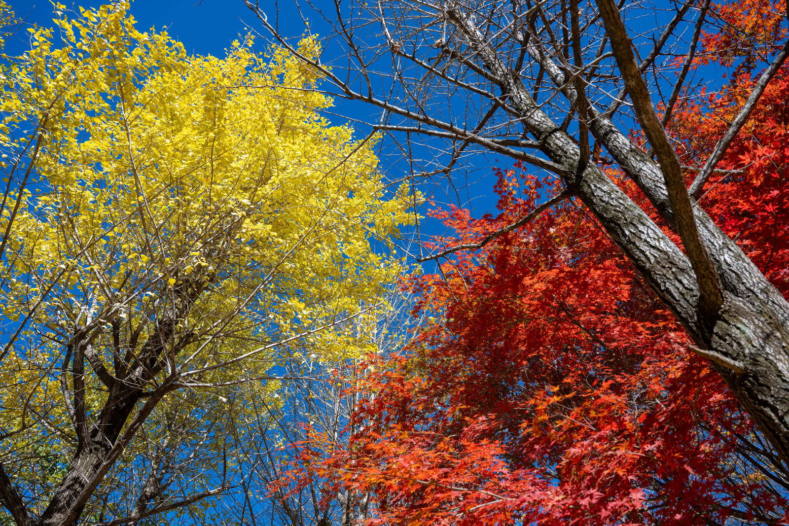 Nikon Nikkor Z 24-70mm F2.8 S sample photo