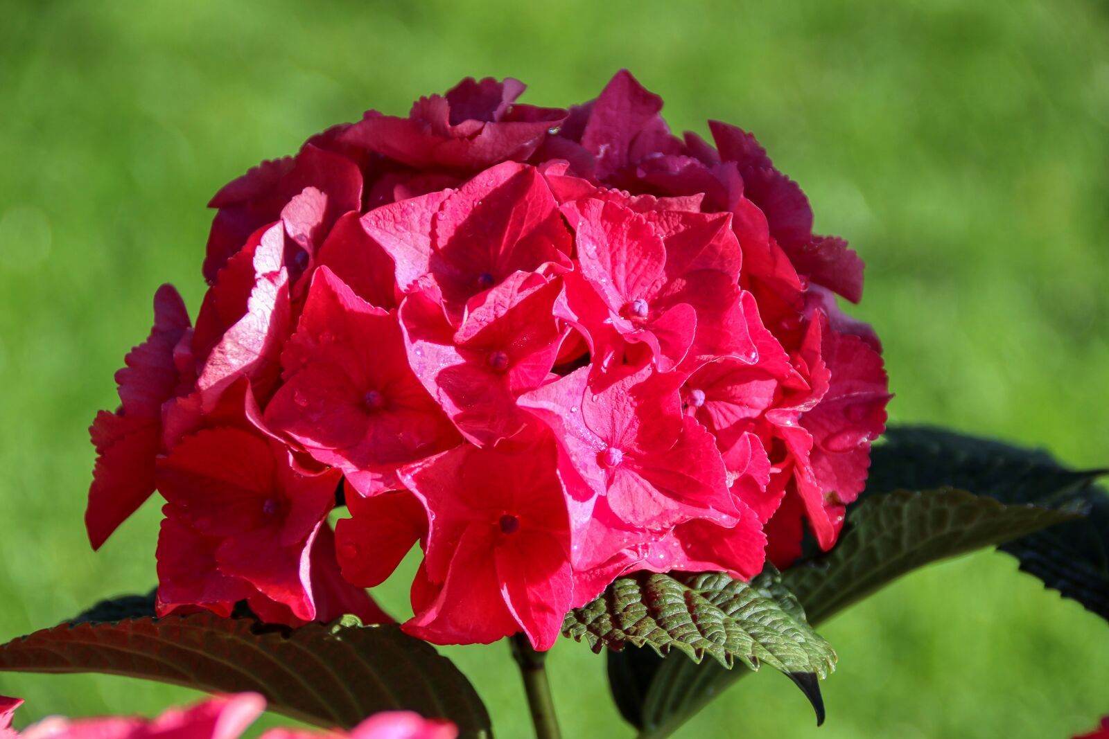 Canon EOS 80D sample photo. Flower, red, garden photography