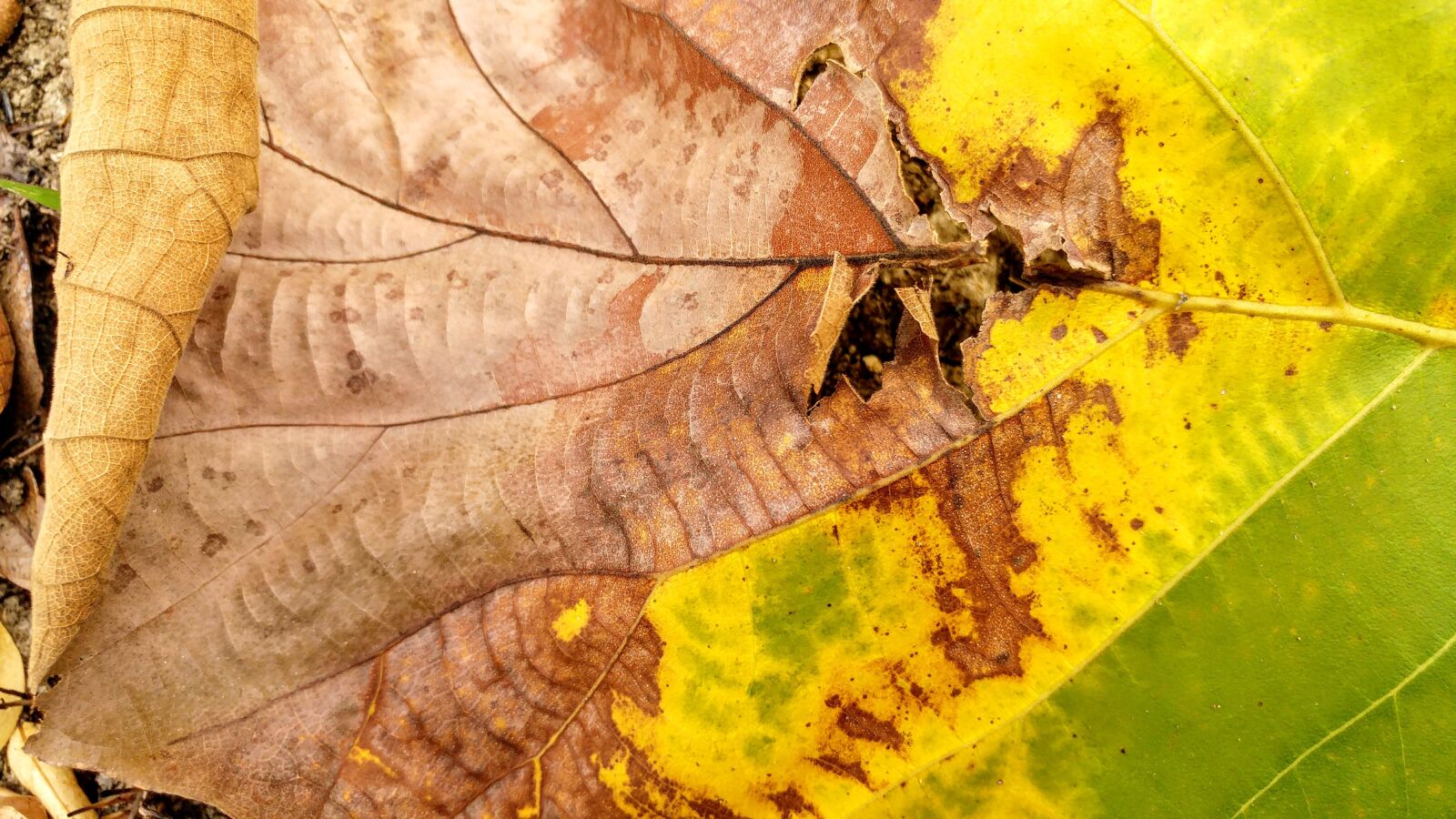 LG G5 sample photo. Dry leaf, fall, leaves photography
