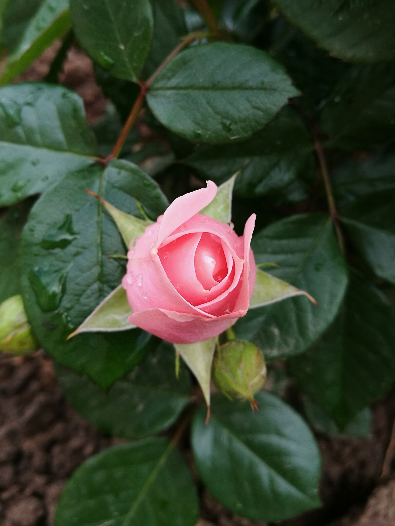 HUAWEI P9 sample photo. Rose, summer, garden photography
