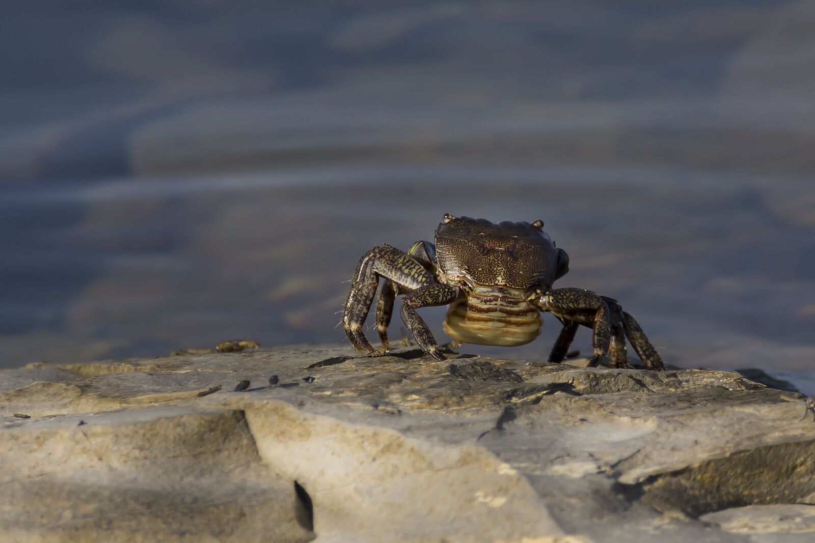 Canon EOS 650D (EOS Rebel T4i / EOS Kiss X6i) sample photo. Crab, sea, nature photography