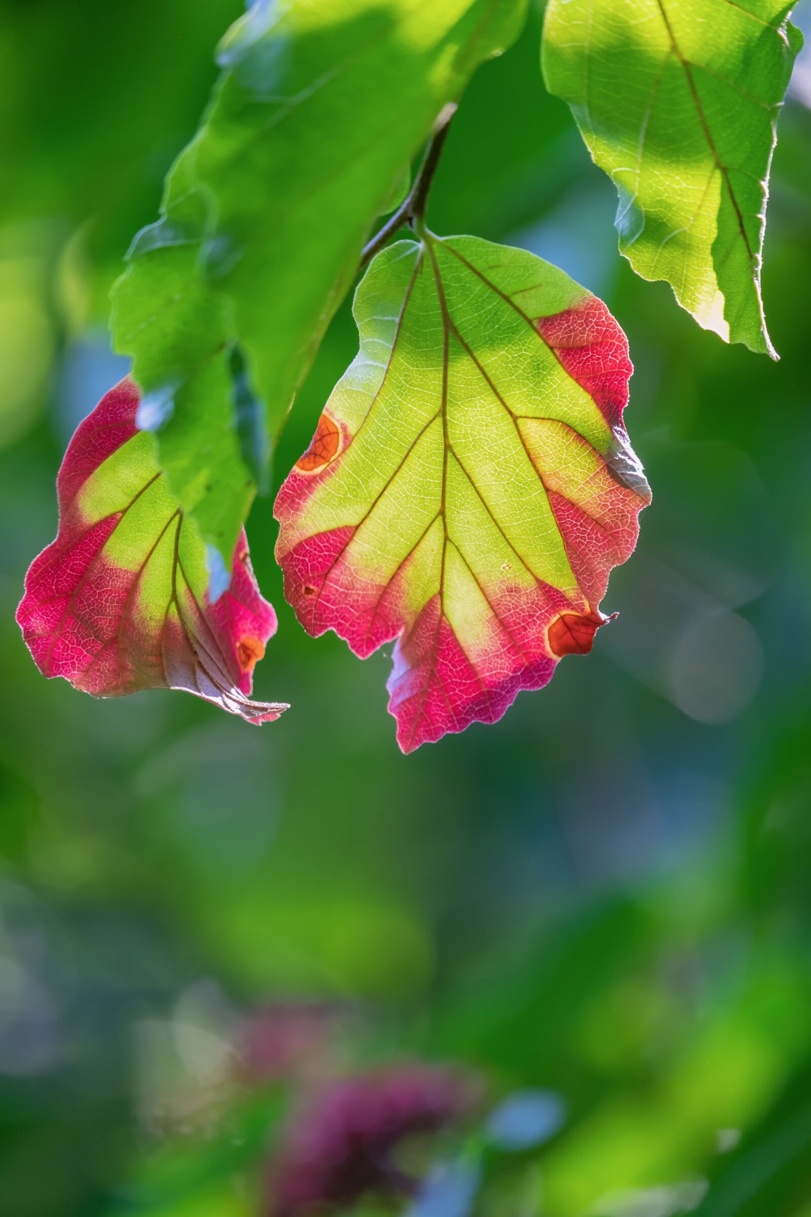 Fujifilm XF 55-200mm F3.5-4.8 R LM OIS sample photo. Leaf, colorful, color photography