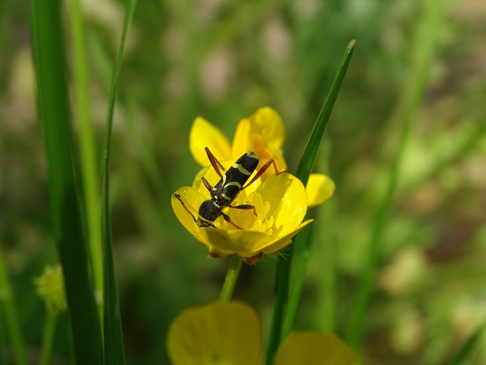 Sony Cyber-shot DSC-HX400V sample photo. Buttercup, flower, garden photography