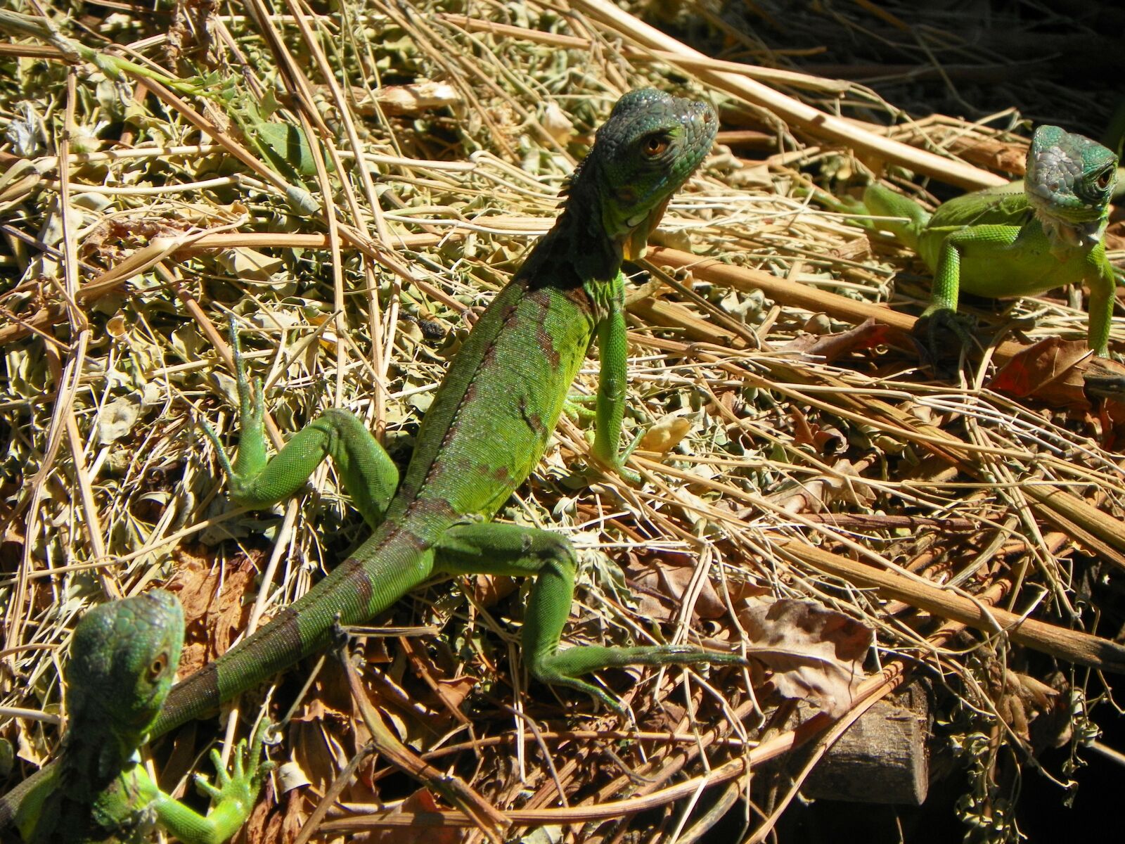 Kodak EasyShare Z981 sample photo. Iguana, nature, reptile photography