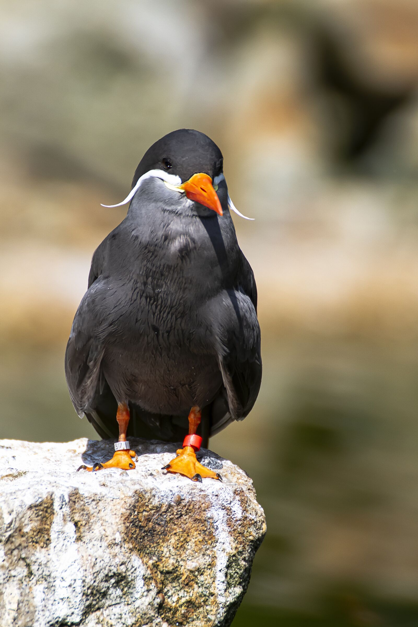 Canon EOS 7D sample photo. Bird, nature, animal photography