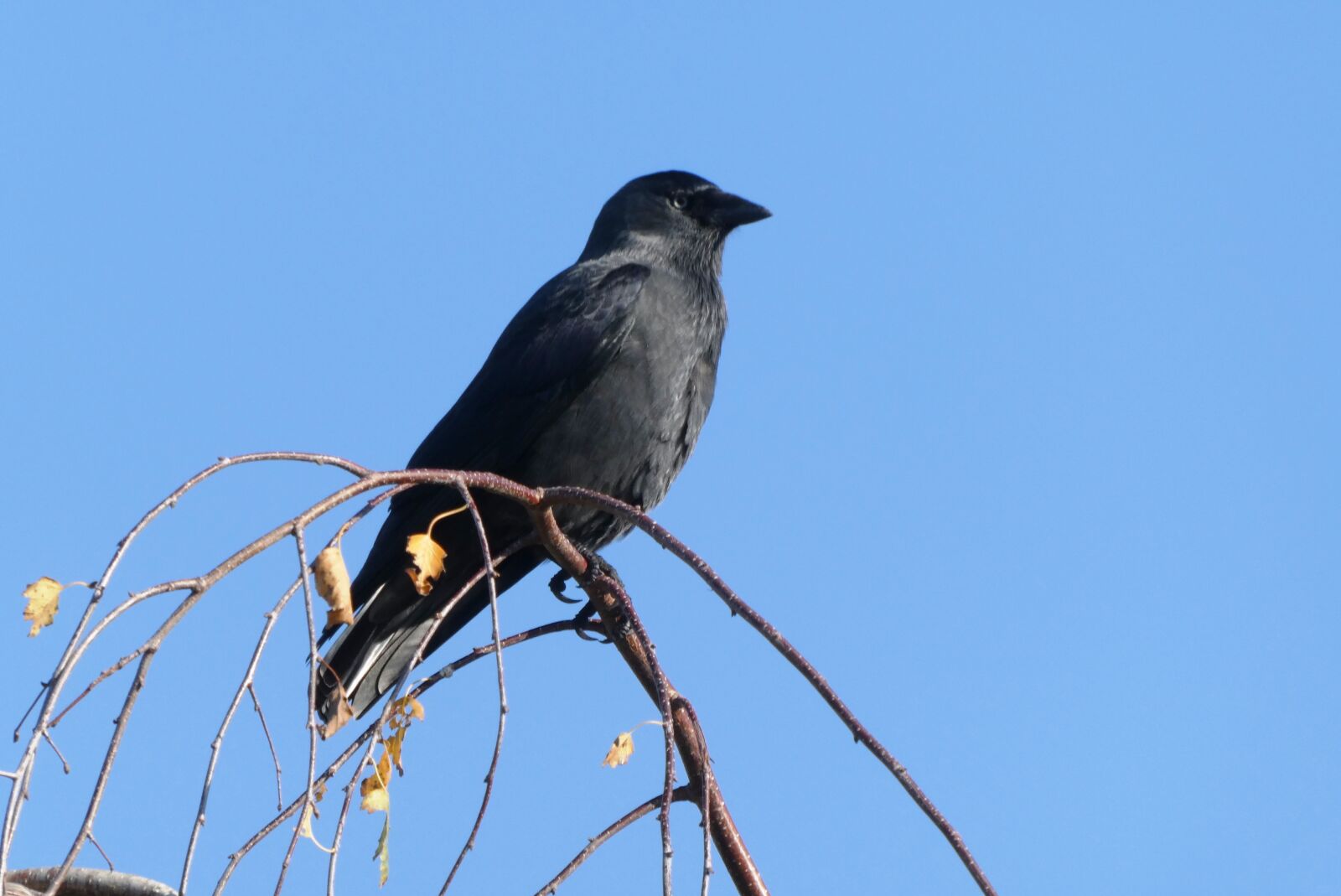 Panasonic Lumix DC-ZS70 (Lumix DC-TZ90) sample photo. Jackdaw, black, feather photography