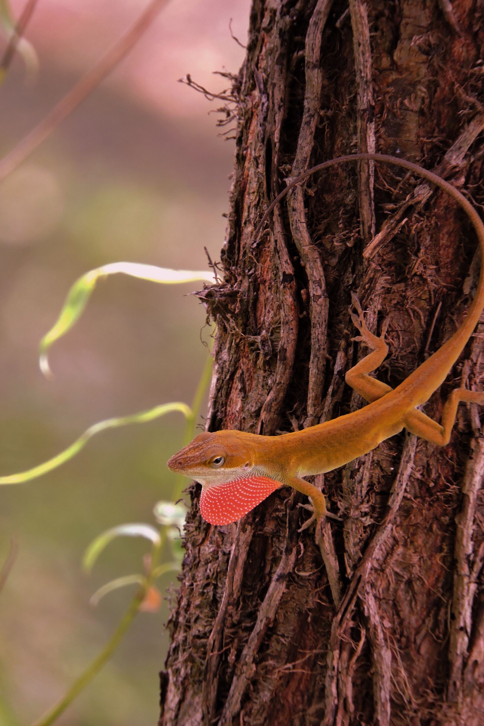 Nikon Coolpix P600 sample photo. Anole, lizard, reptile photography