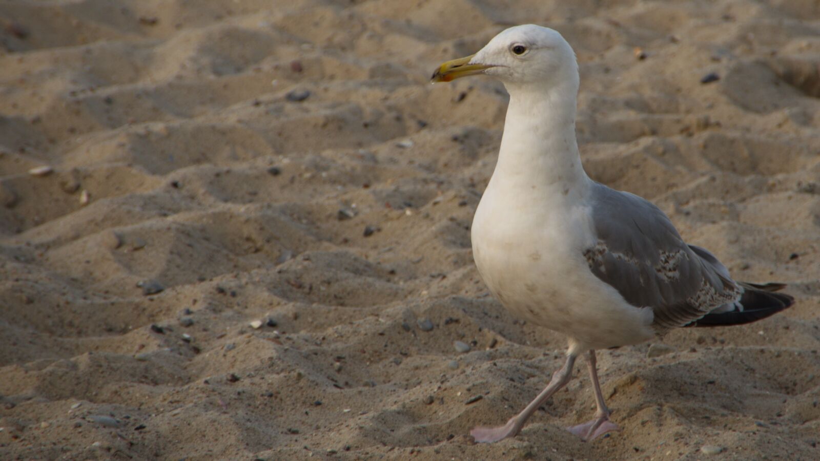 Nikon D5100 sample photo. Seagull, beach, bird photography