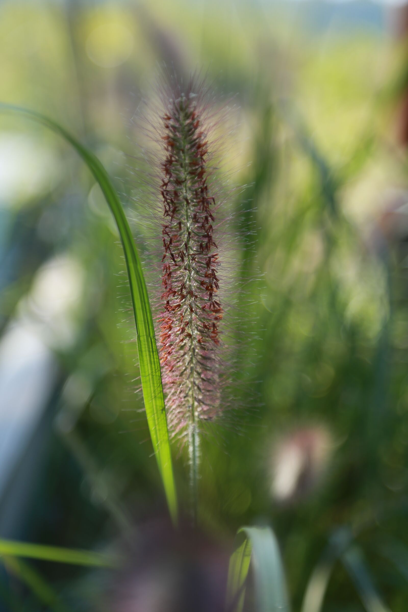 Canon EOS 6D + Canon EF 24-105mm F4L IS USM sample photo. Pool, foxtail, plants photography