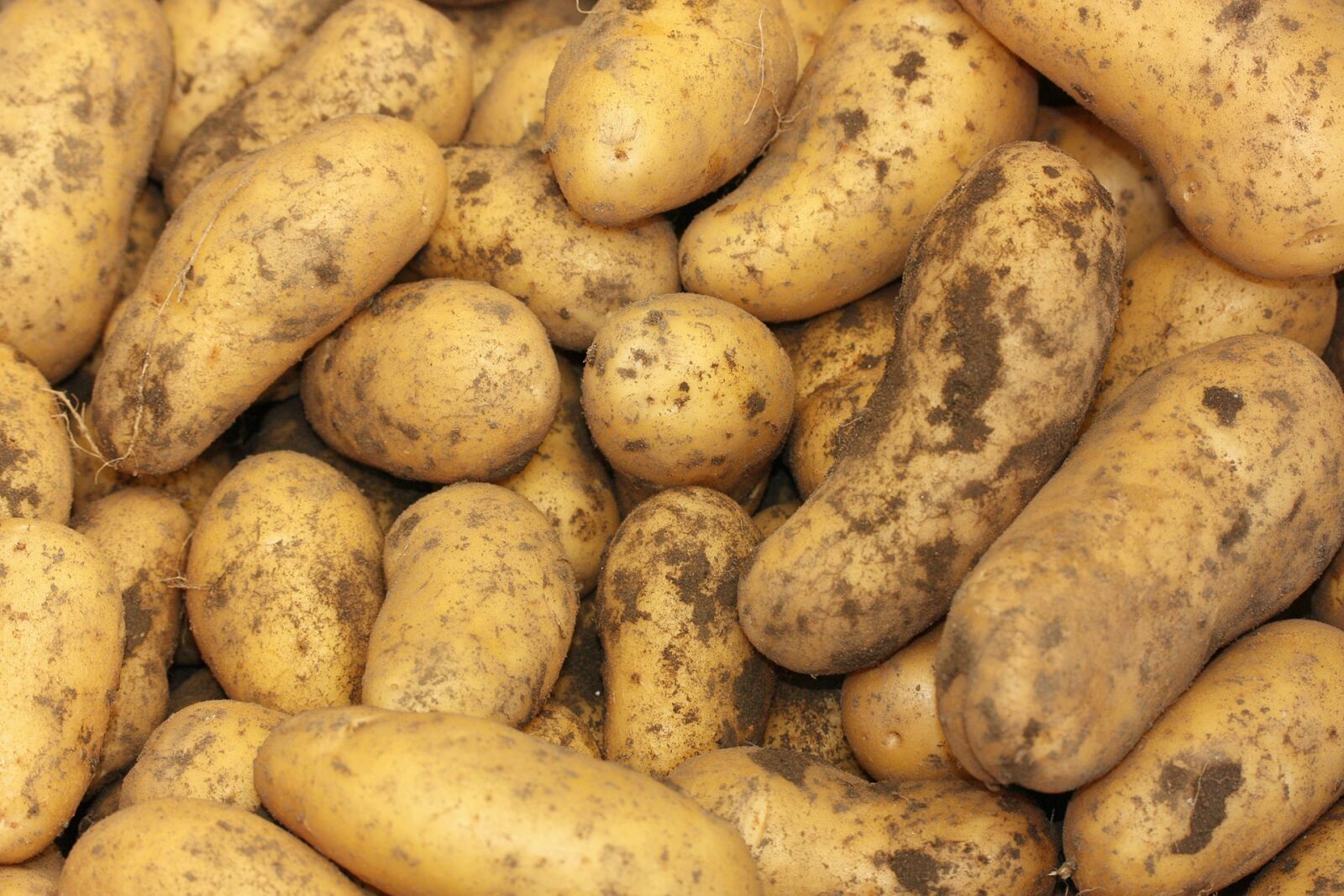 Canon EOS 450D (EOS Rebel XSi / EOS Kiss X2) sample photo. Potatoes, solanum tuberosum, herd photography