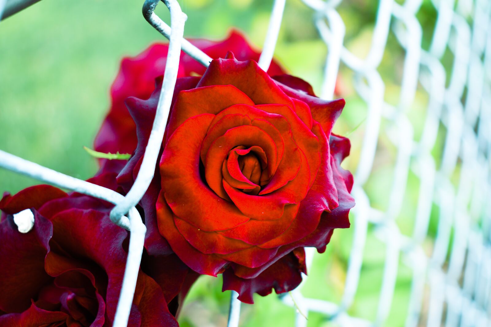 Nikon D5600 sample photo. Red rose, fence, outdoor photography