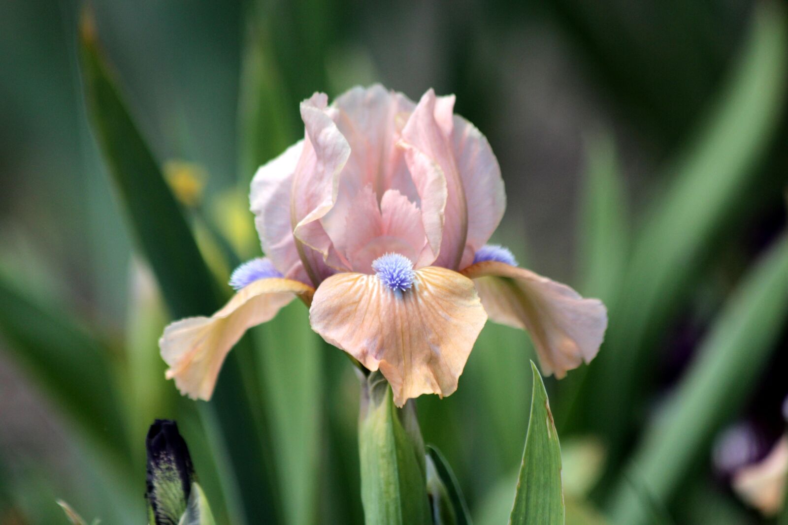 Canon EOS 650D (EOS Rebel T4i / EOS Kiss X6i) sample photo. Iris, flower, spring flowers photography