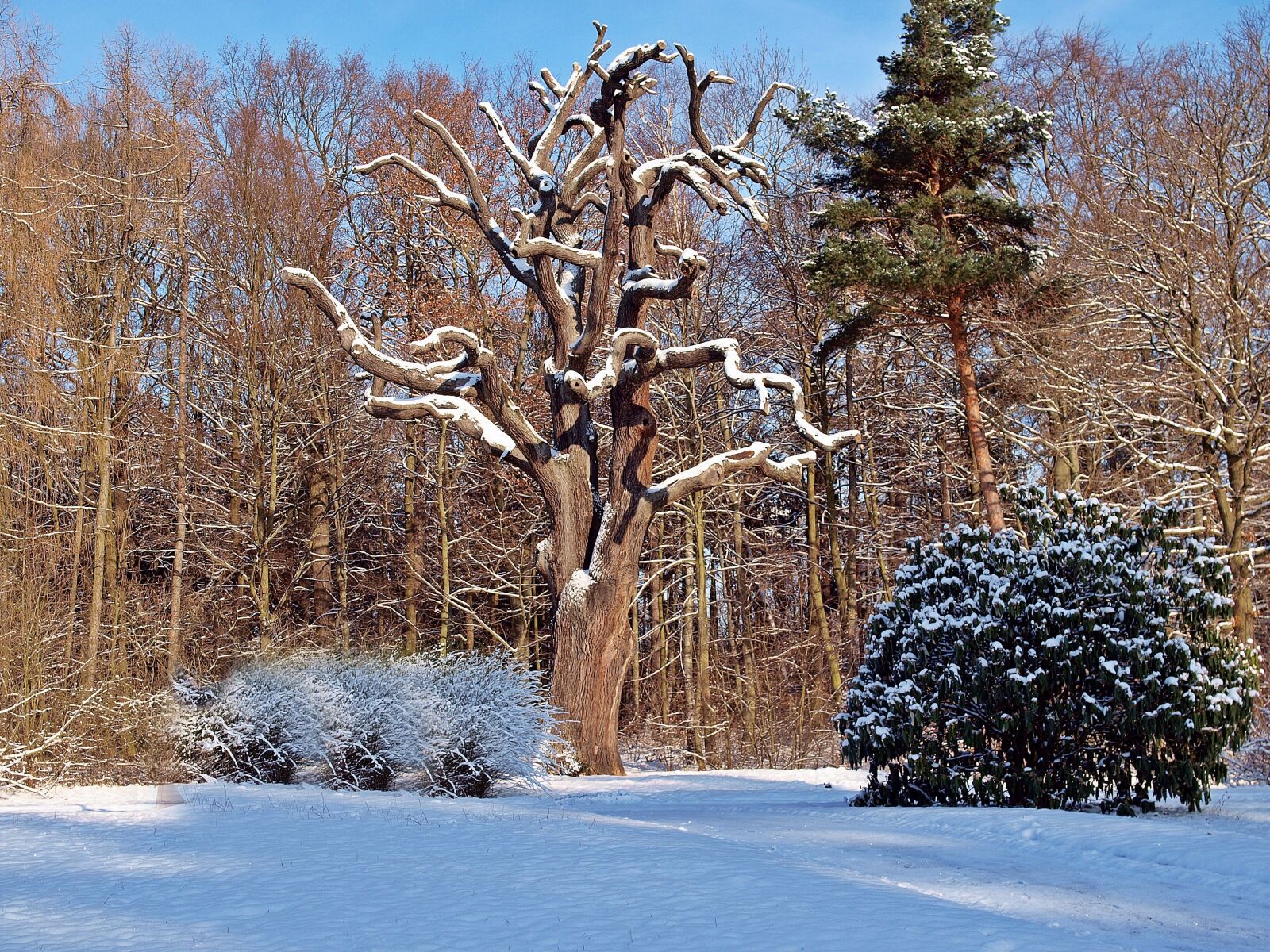 Olympus E-450 (EVOLT E-450) sample photo. Winter oak, the end photography