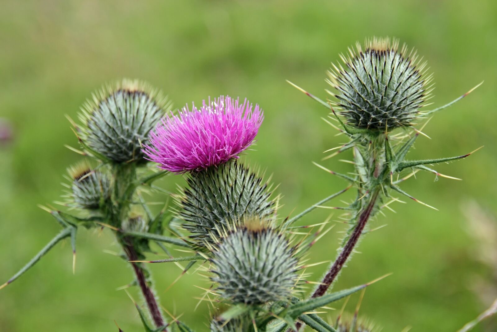 Canon EOS 7D sample photo. National flower, scotland, flower photography