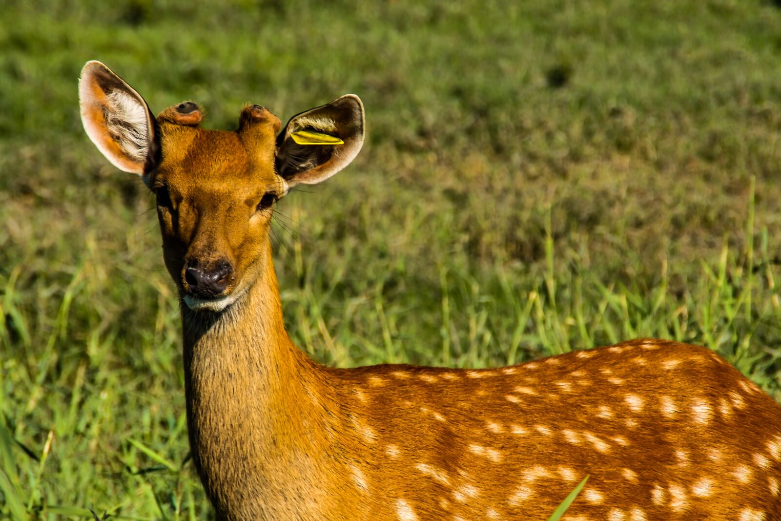 TAMRON 18-200mm F/3.5-6.3 DiII A14E sample photo. Deer, animal, mammal photography