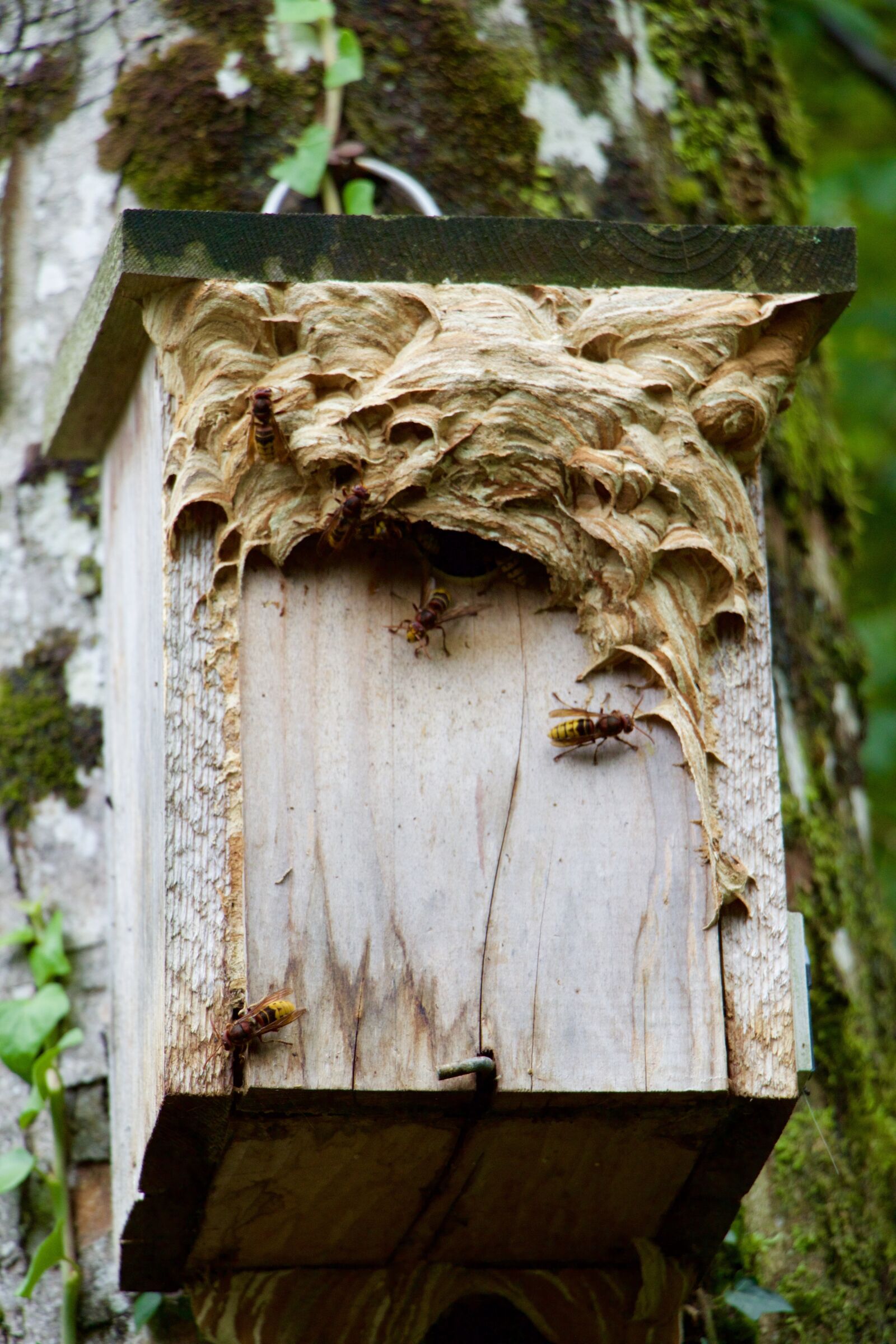 Canon EOS 70D sample photo. Nature, aviary, hornets photography