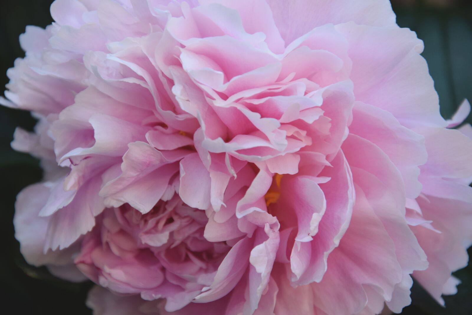Nikon D3300 sample photo. Flower, pink, blossom photography