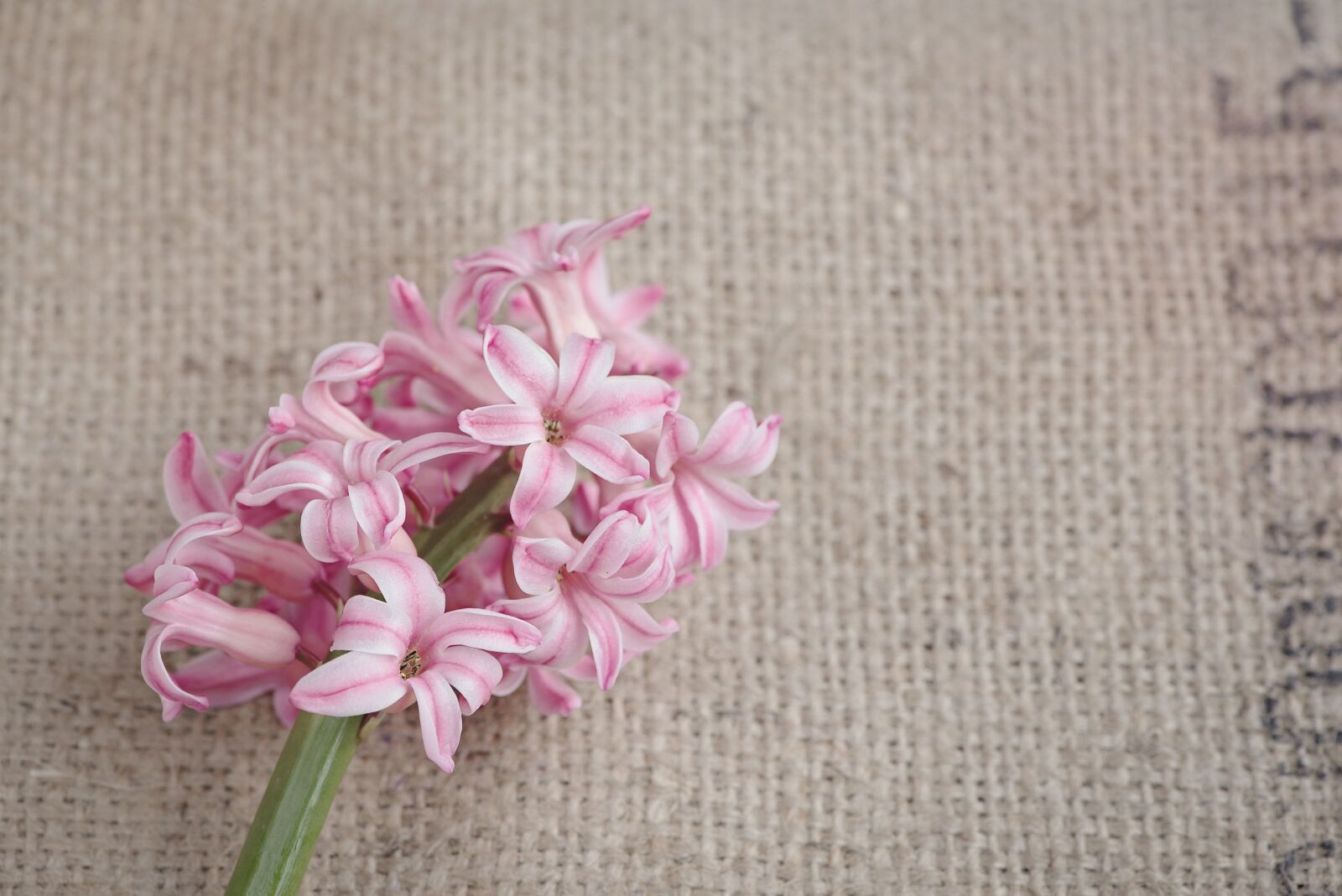 Nikon D750 sample photo. Flower, hyacinth, flowers photography