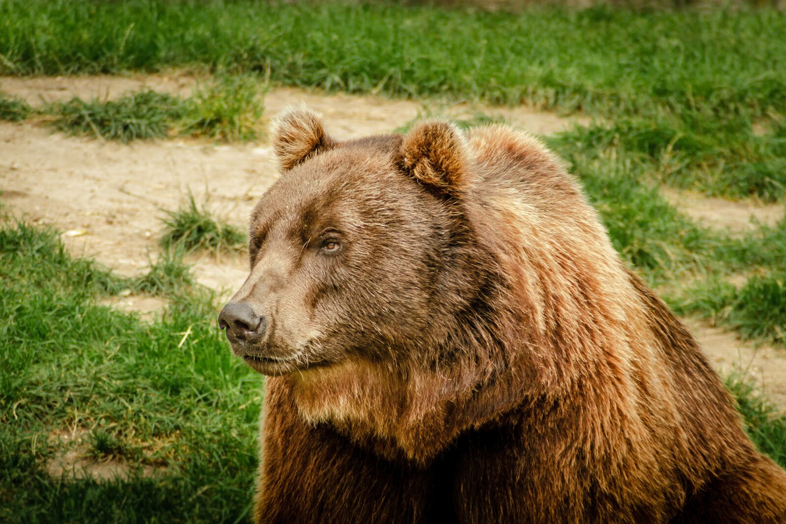 Canon EOS 7D sample photo. Bear, brown bear, ursus photography