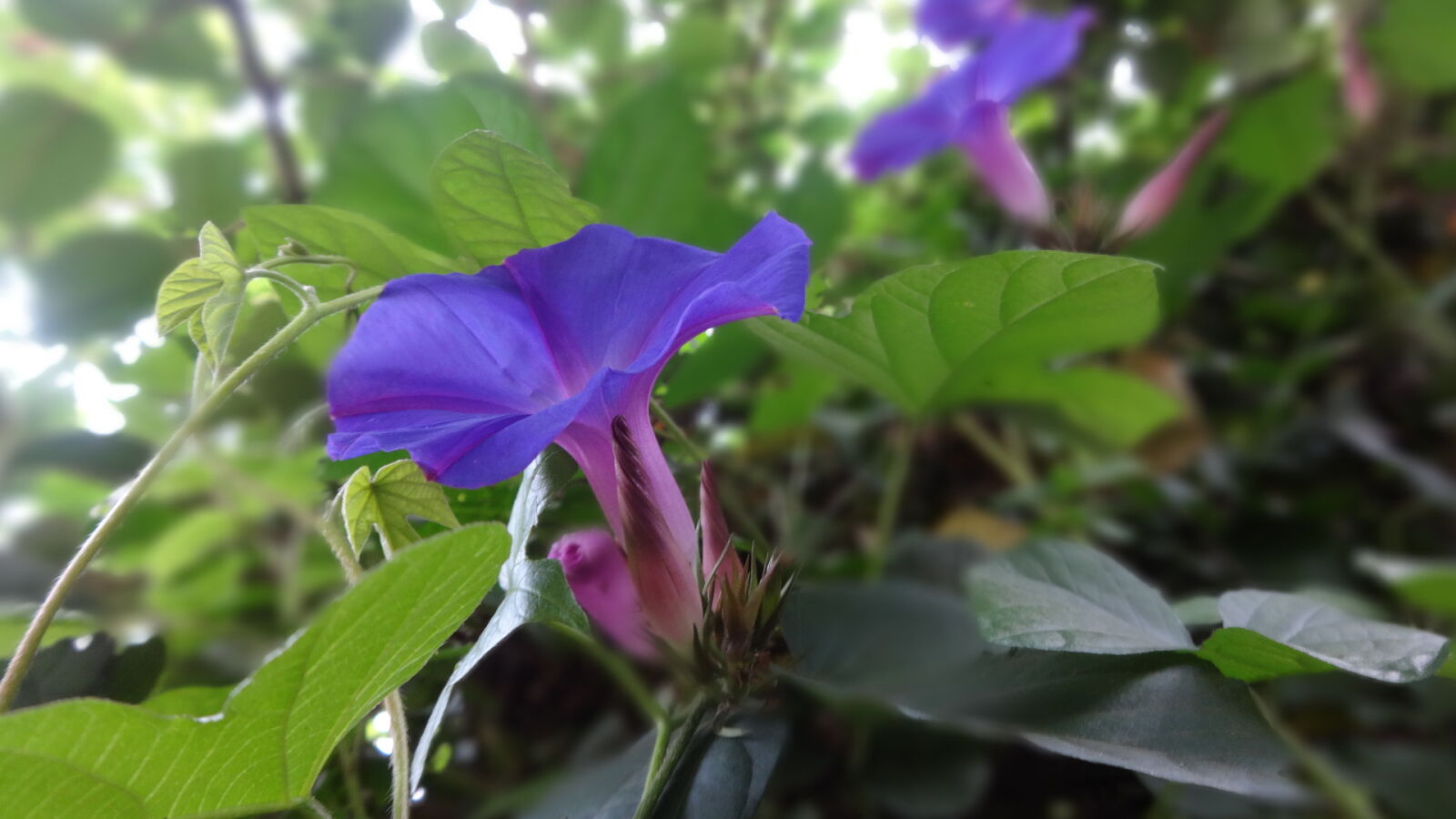 Sony Cyber-shot DSC-WX80 sample photo. Flower, purple, flowers photography
