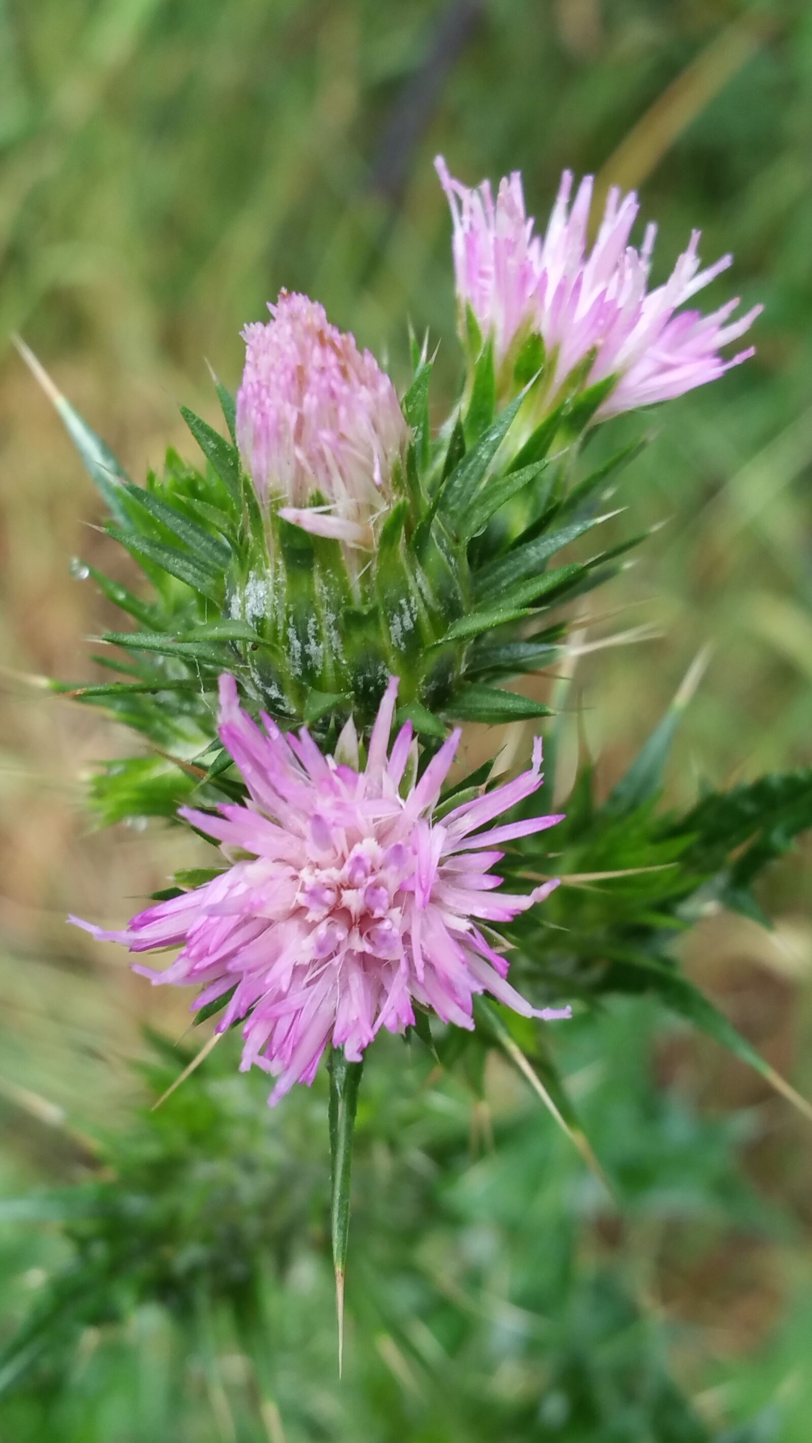 Samsung Galaxy Note4 sample photo. Thistle, blossom, purple photography