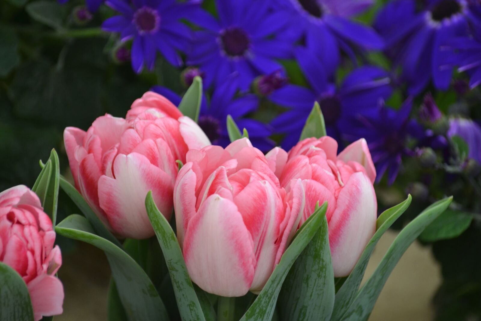 Nikon D3100 sample photo. Tulips, vegetation, petals, pistil photography