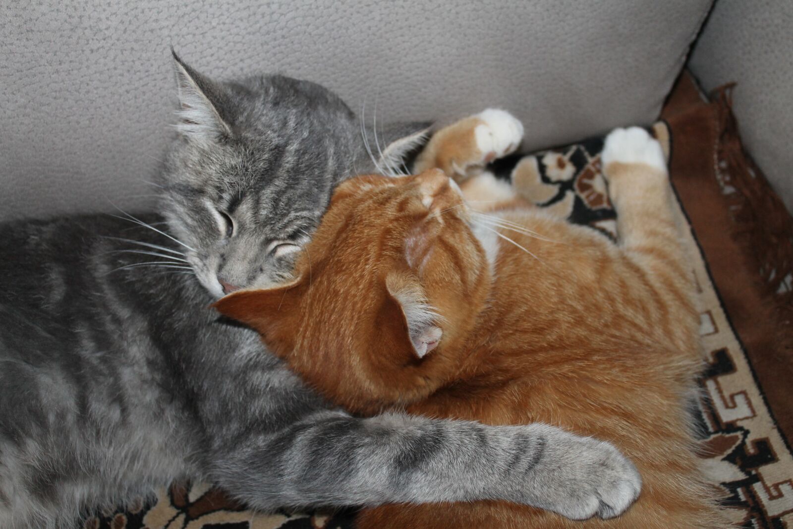 Canon EOS 1100D (EOS Rebel T3 / EOS Kiss X50) sample photo. Friendship, cat, animals photography