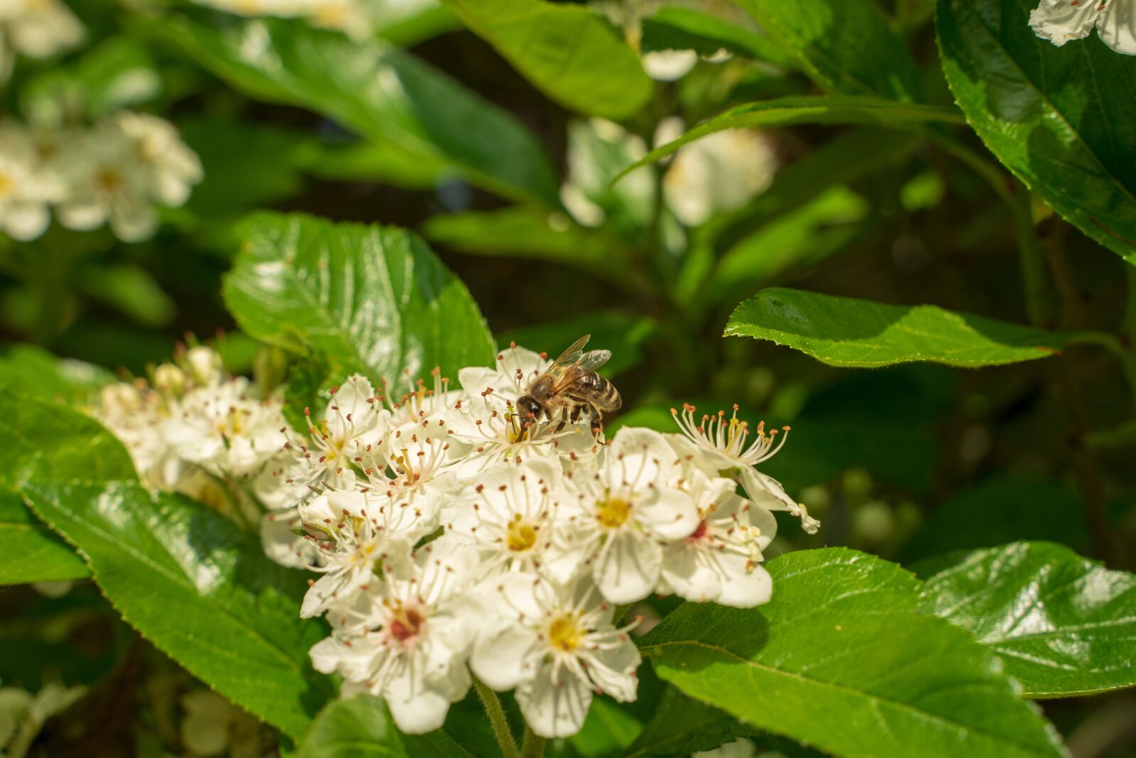 Tamron 28-75mm F2.8 Di III RXD sample photo. Bee, wild bee, blossom photography
