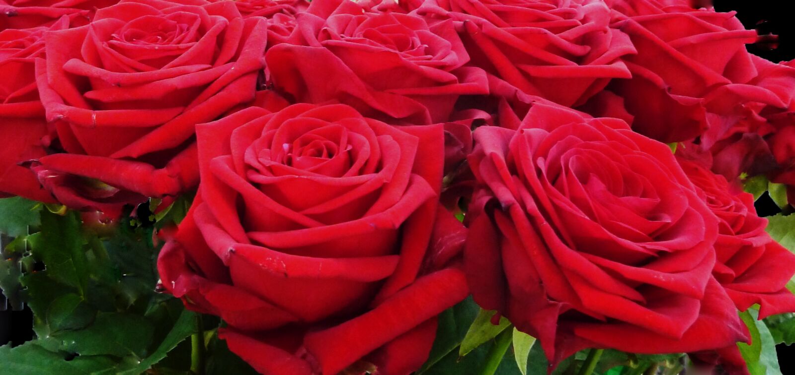 Panasonic DMC-TZ7 sample photo. Roses, red, red rose photography